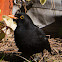Blackbird; Mirlo Común