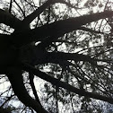 Torey Pine.