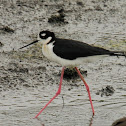 Black-necked Stilt