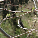 Northern rough winged swallow
