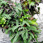 Falguera [Asplenium]