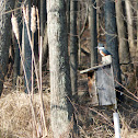 Belted Kingfisher (female)