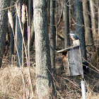 Belted Kingfisher (female)