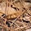 Blue-winged grasshopper