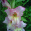 Gladiolus