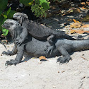 Galapagos Marine Iguana