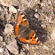 Small Tortoiseshell