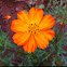 Sulfur Cosmos