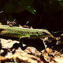 Iberian Emerald Lizard