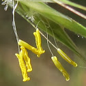 Grass Stamens