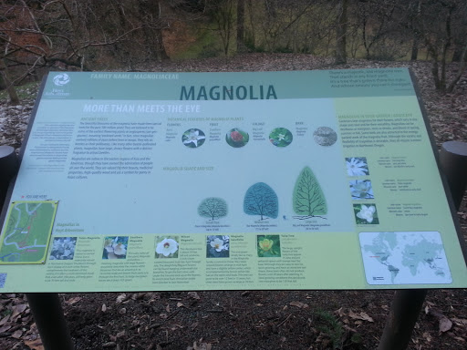 Magnolia Tree Information Station