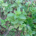 Hierbabuena