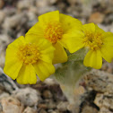 Wallace's Woolly Daisy