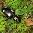 Six-spot ground beetle