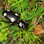 Six-spot ground beetle