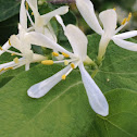 honeysuckle