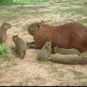 Capybara
