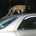 Cambodian biting monkey