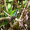 White Throated Mountian Gem