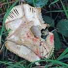 Mushroom