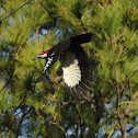 Pileated Woodpecker