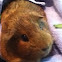 Guinea pig