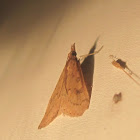 Celery Leaftier Moth