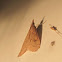 Celery Leaftier Moth