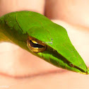 Green vine snake