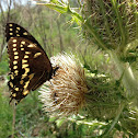 Palamedes Swallowtail