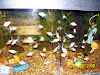 Pecera Completa  3 Peces De Regalo