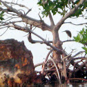 Red mangrove