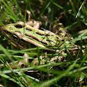 Northern Leopard Frog
