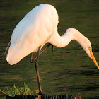 Great egret