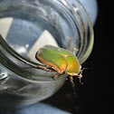 Green June Beetle