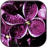 Raindrops on lilac Apk