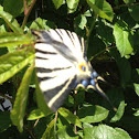 Scarce Swallowtail