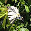 Scarce Swallowtail