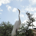 Great Egret