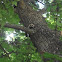 Raccoon