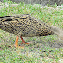 Mottled Duck