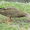 Mottled Duck