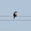 Southern Grey Shrike; Alcaudón Real