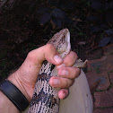 Eastern Blue-Tongue Skink