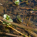 Edible Frog / Water Frog
