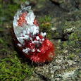 Animals with Warning Colors
