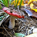 Mushroom