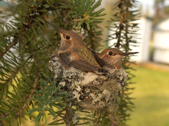 Spotting Image 1