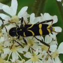 Wasp Beetle