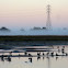 Canadian Geese